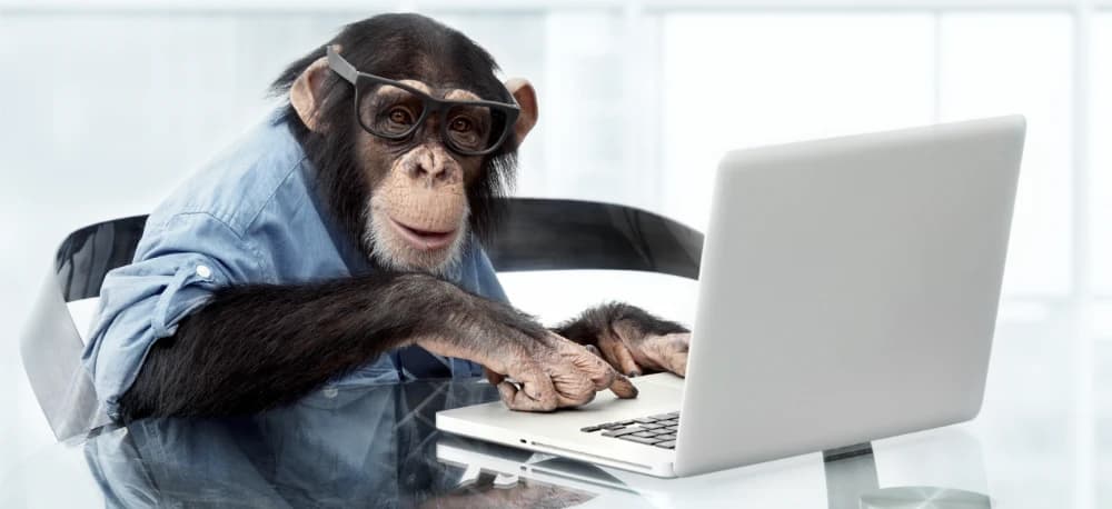 monkey using laptop